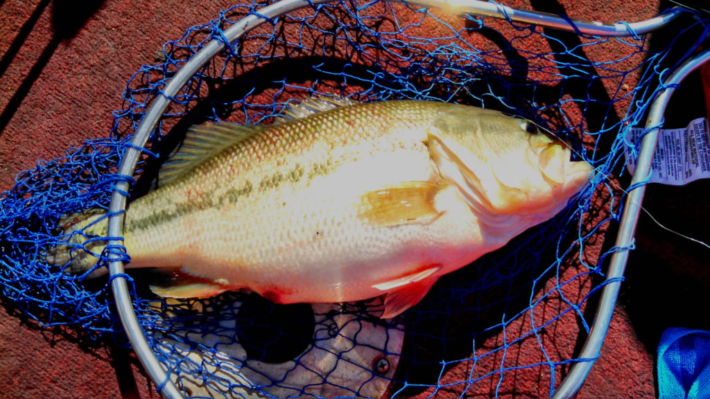 Top 5 Utah Bass Fishing Destinations Quail Creek