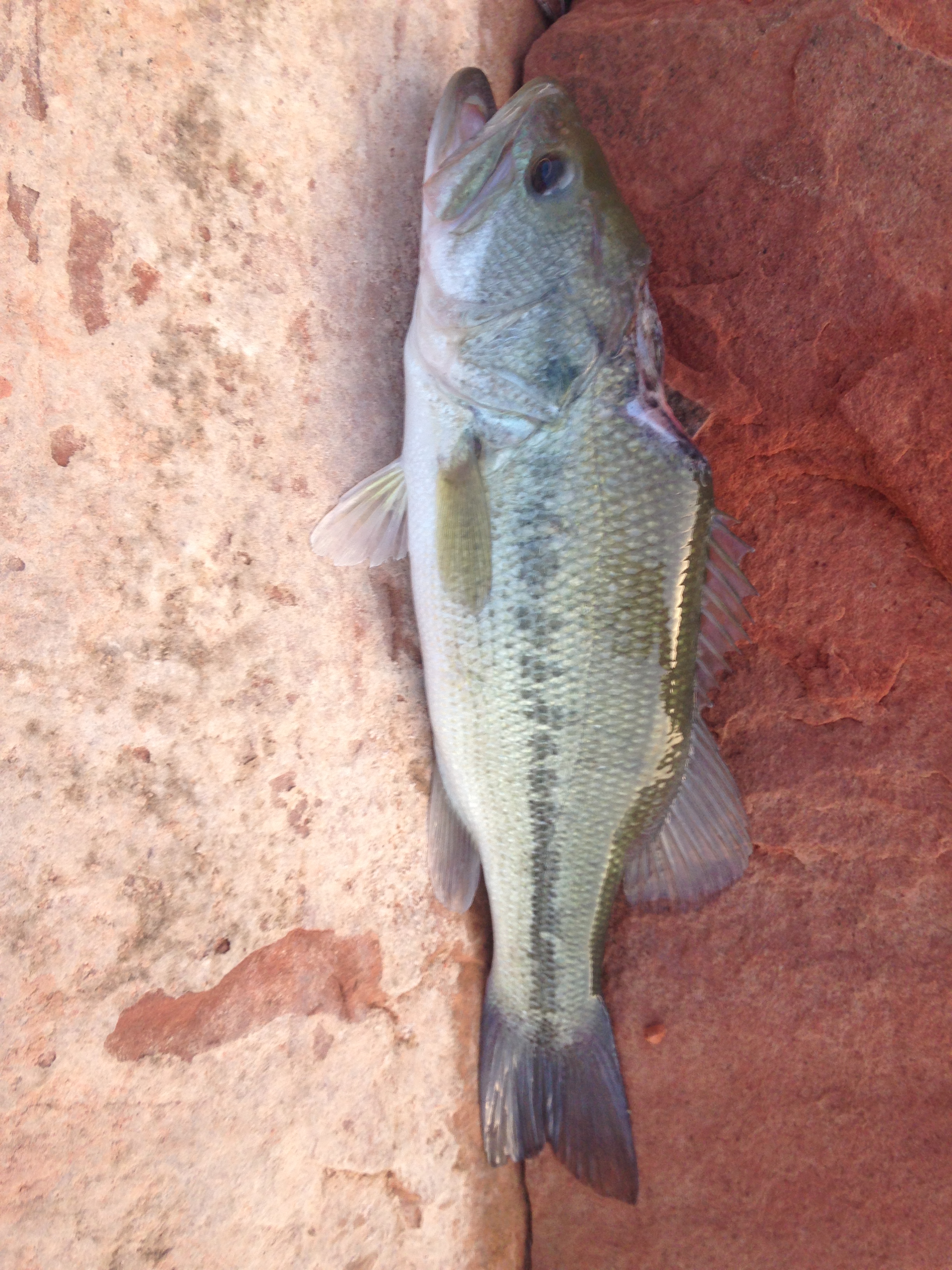 bass from shore