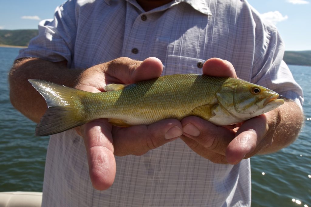 Jordanelle Reservoir Bass Fishing Kraken Bass