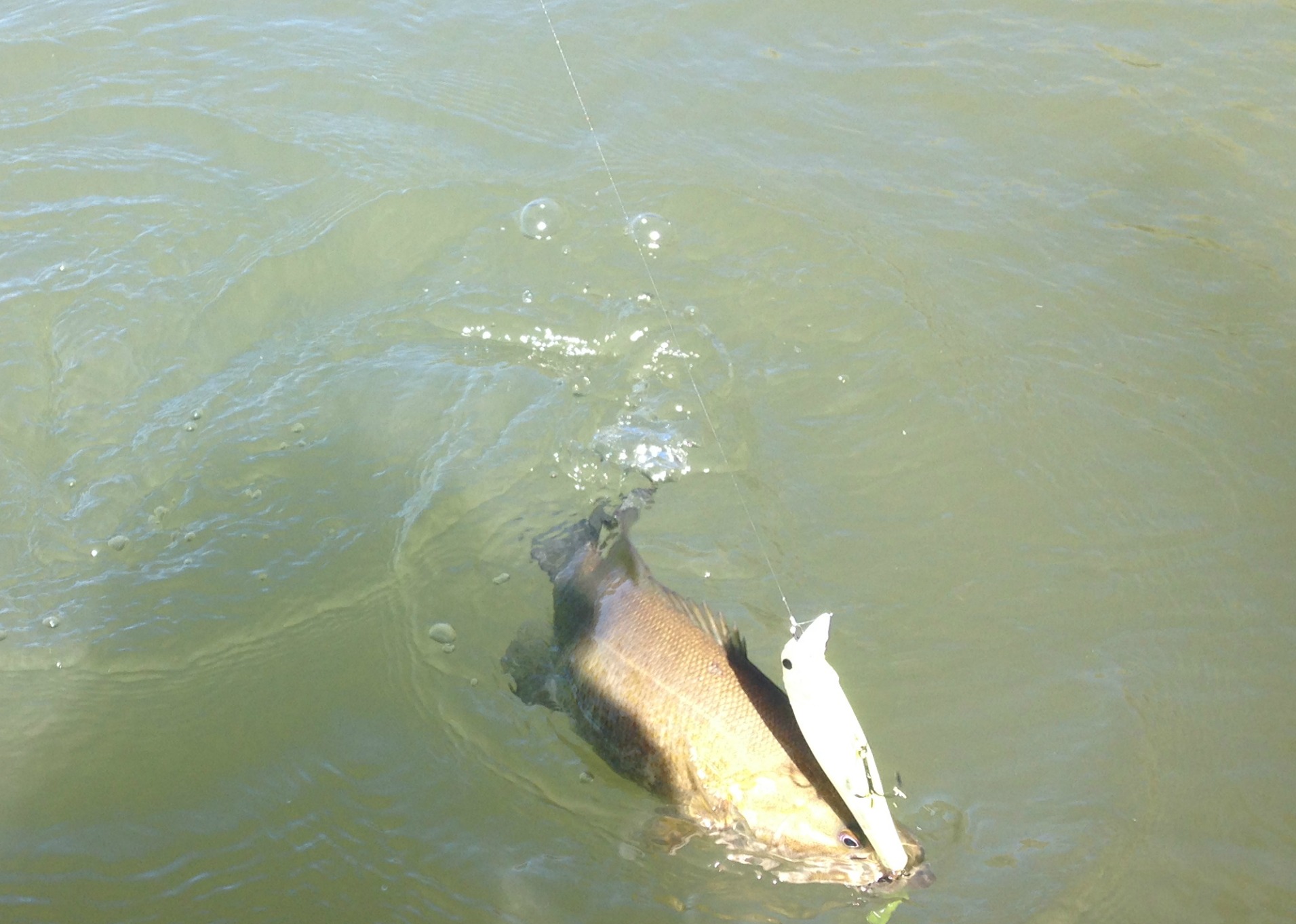 water clarity guide for choosing baits bass fishing