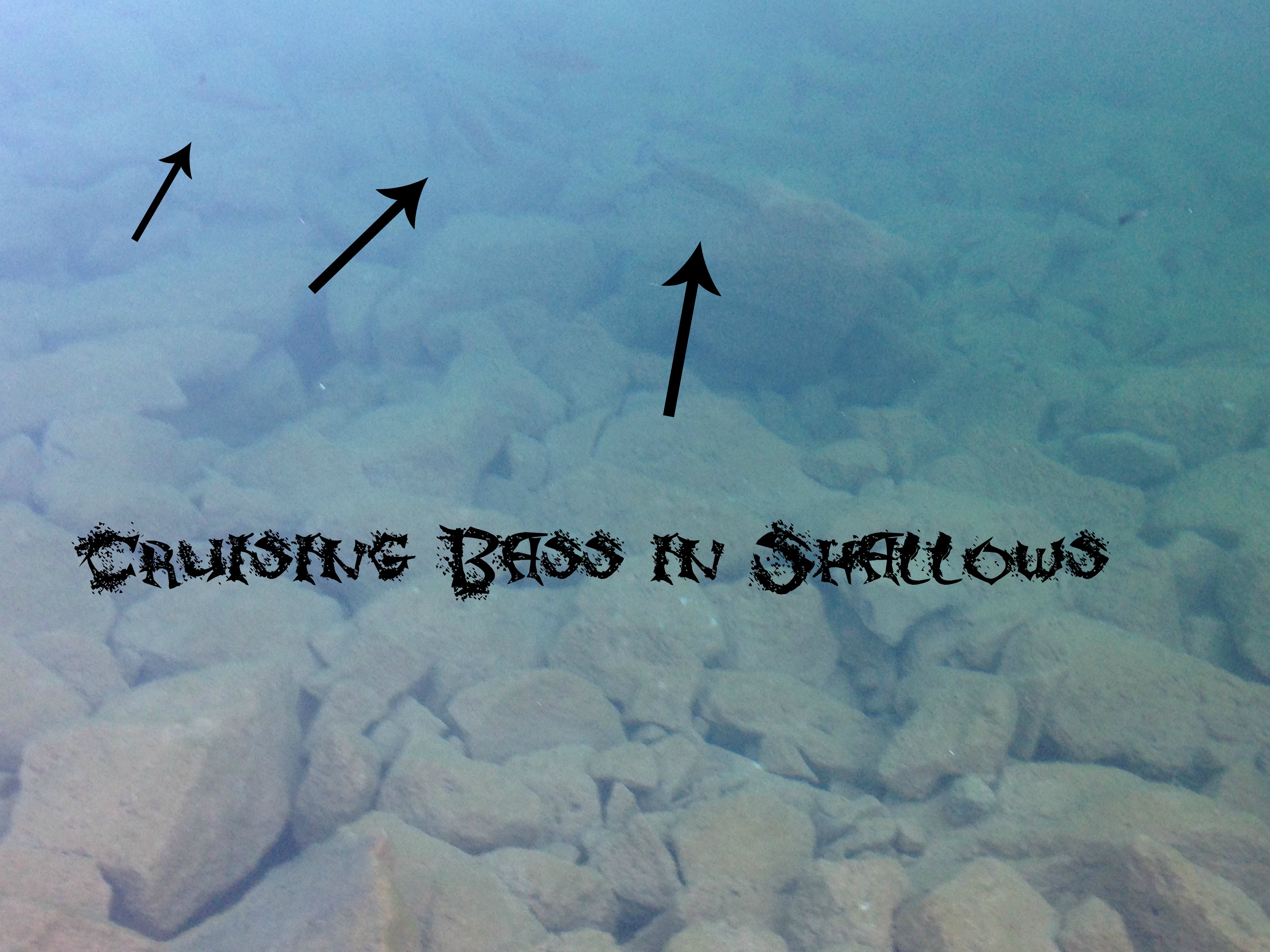 shallow water largemouth bass
