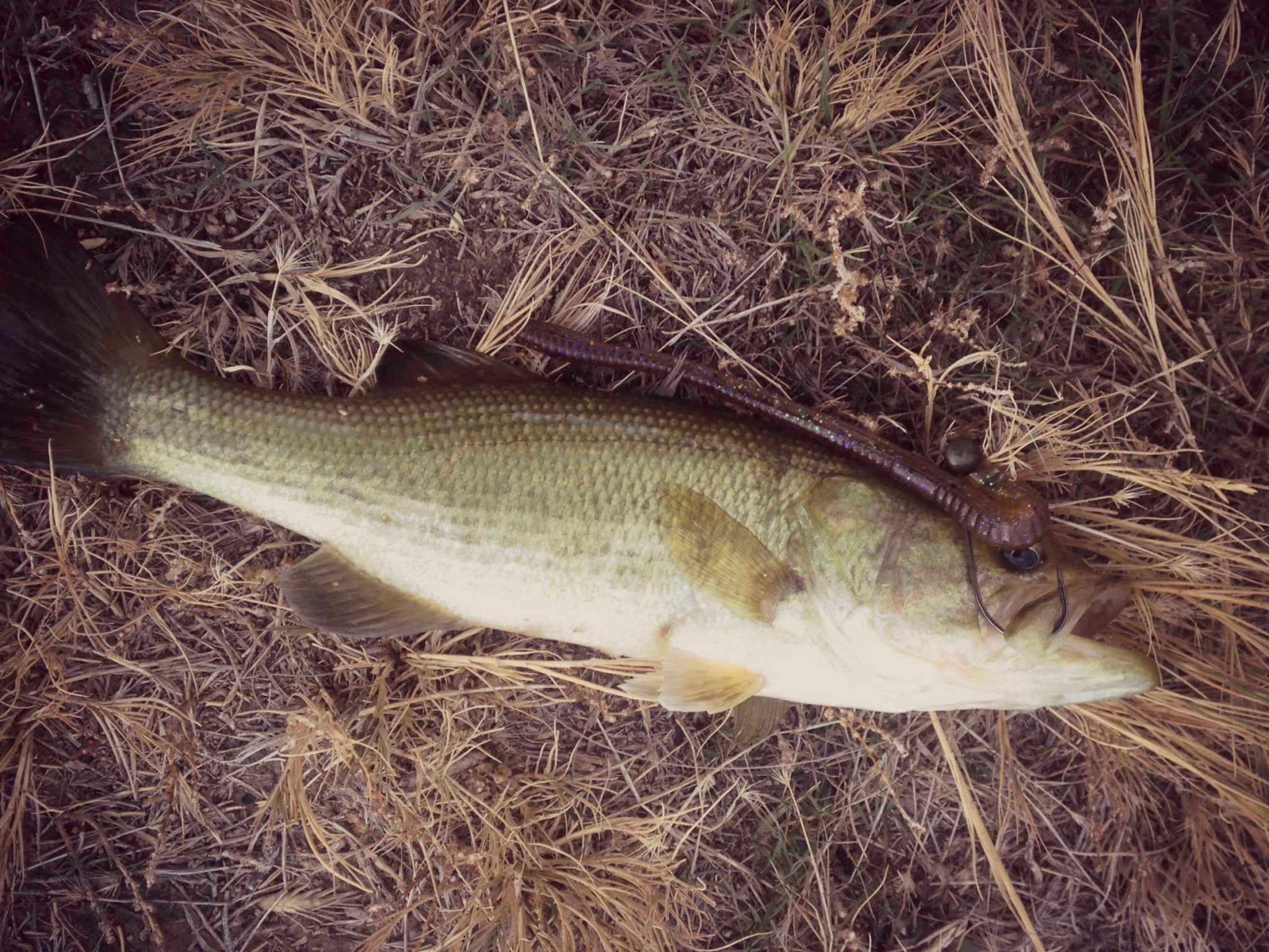 Horseshoe Springs Fishing Kraken Bass