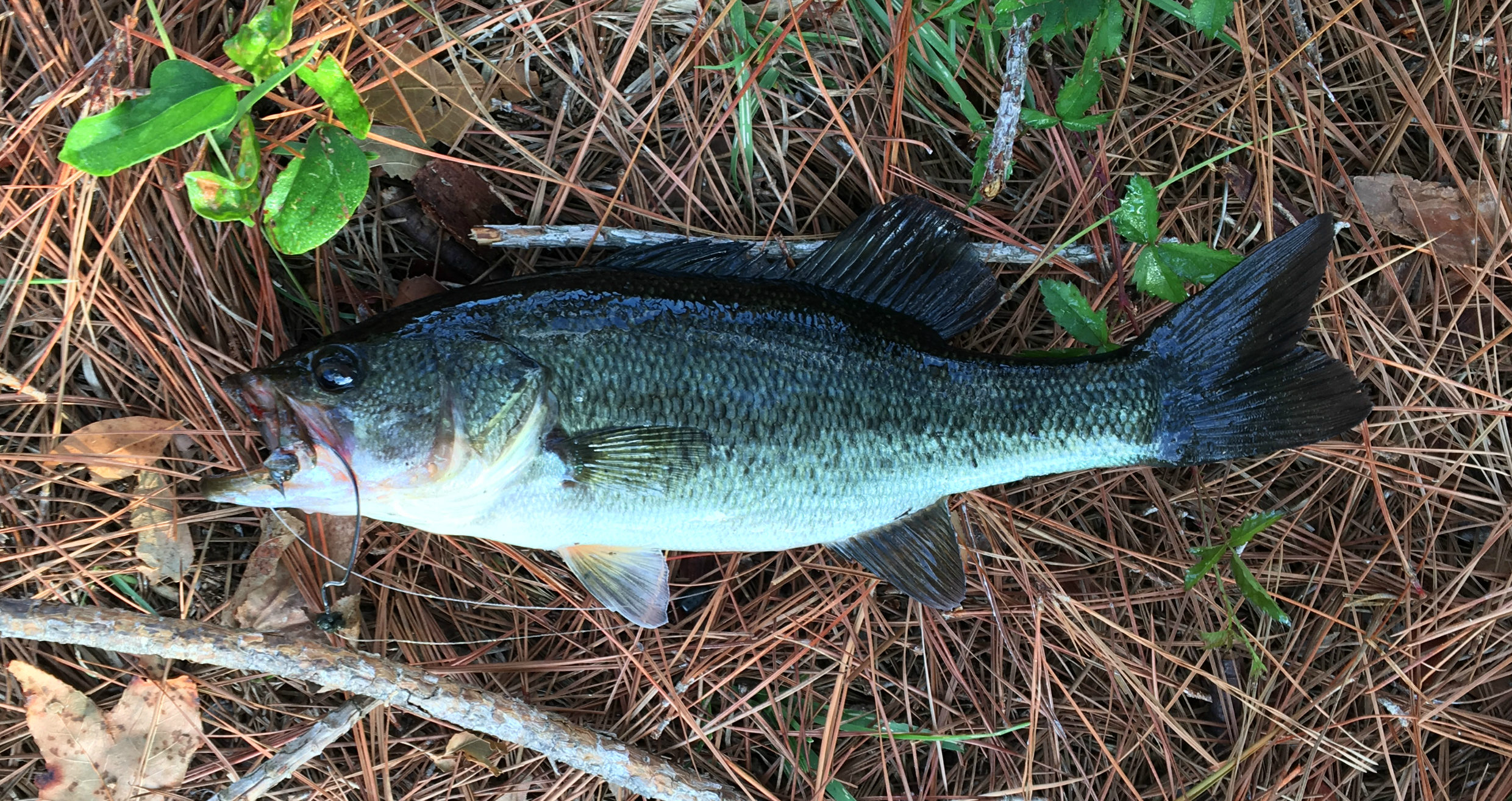 South Carolina Bass Fishing Jarvis Creek, Hilton Head