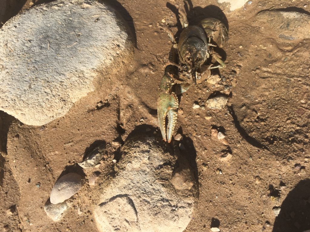Kens Lake Fishing Moab Crayfish