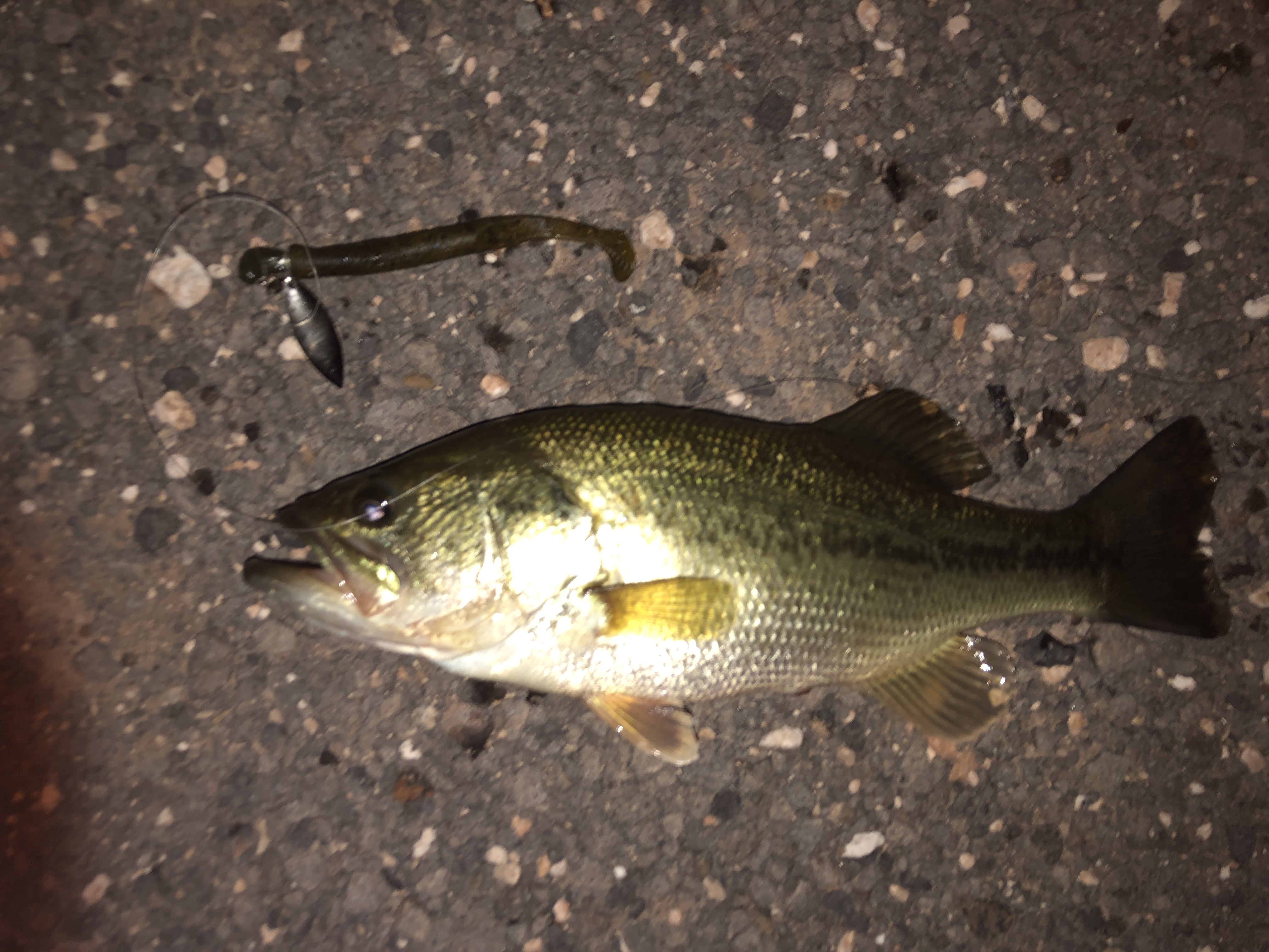 Night fishing for bass [know before you go]