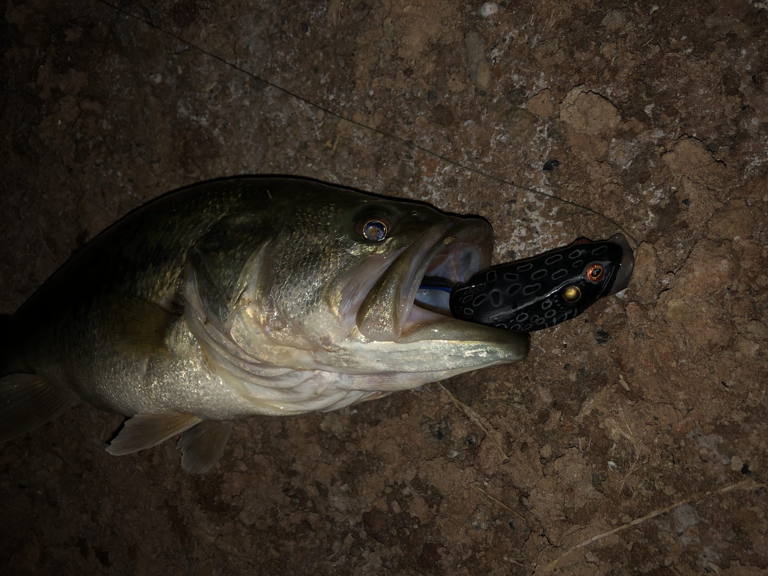 Epic Night Fishing For River Monsters / Night Fishing For Bass In