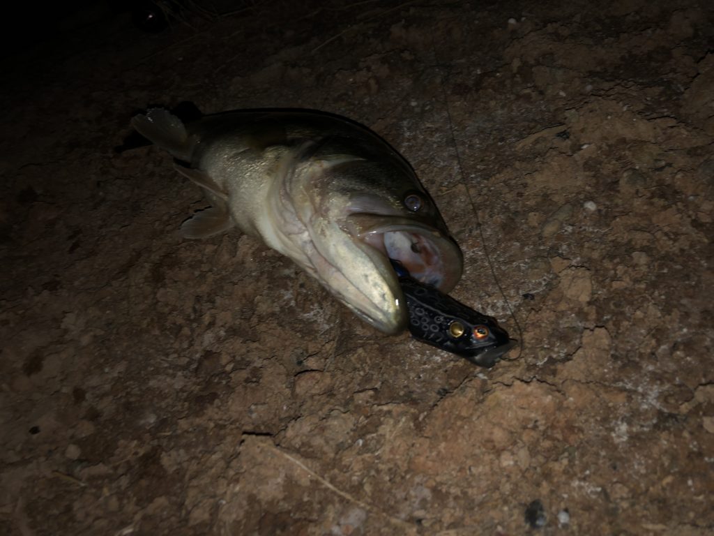 night bass fishing lures black frog