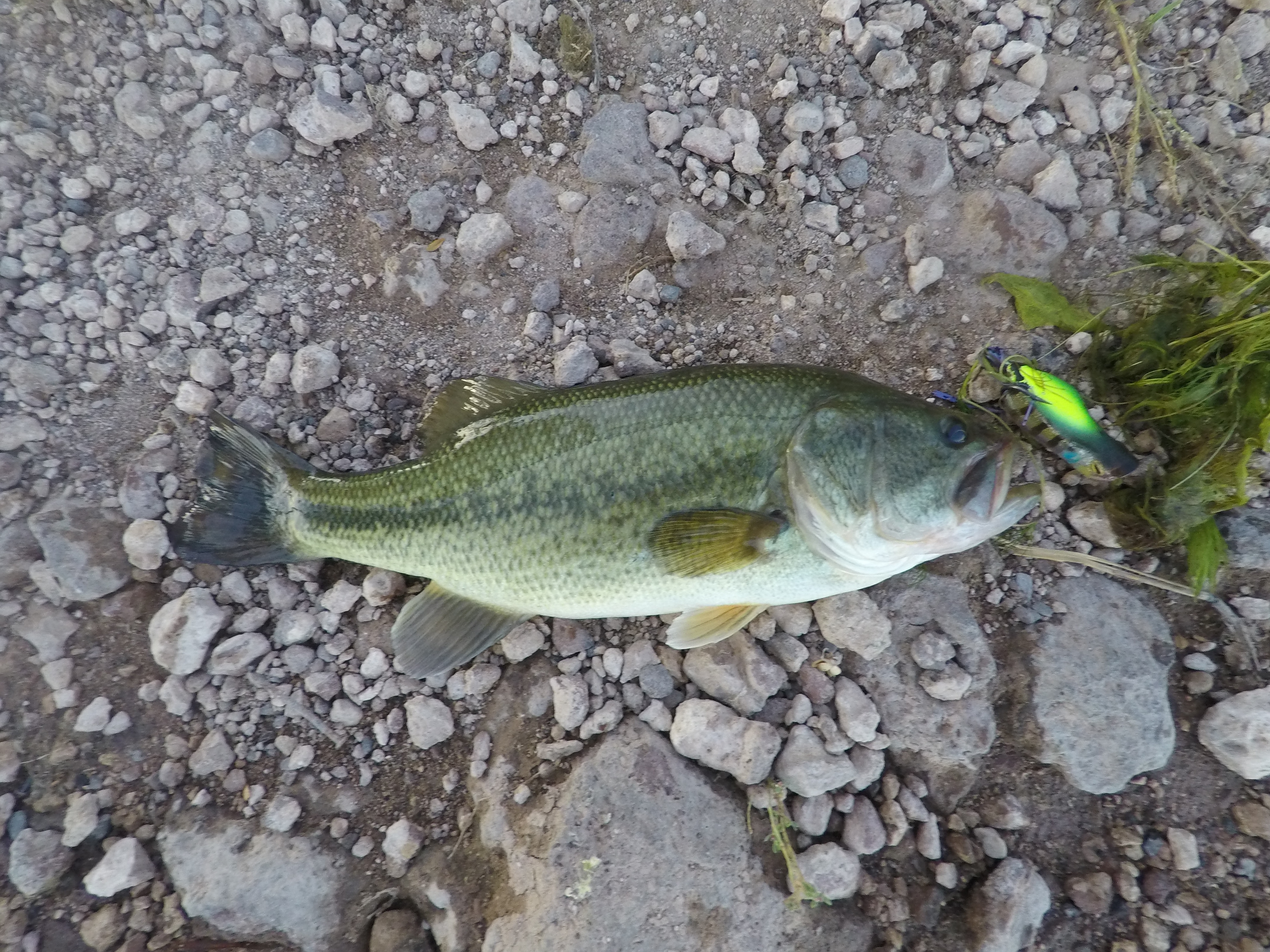 The final fishing frontier: Proper bait, lures can help in weed-choked ponds