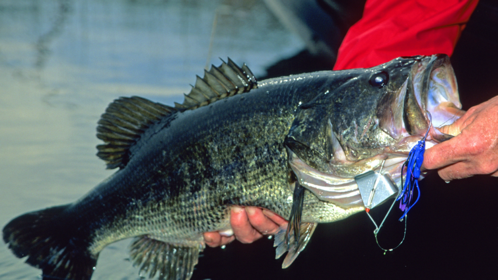 5 step process for big bass