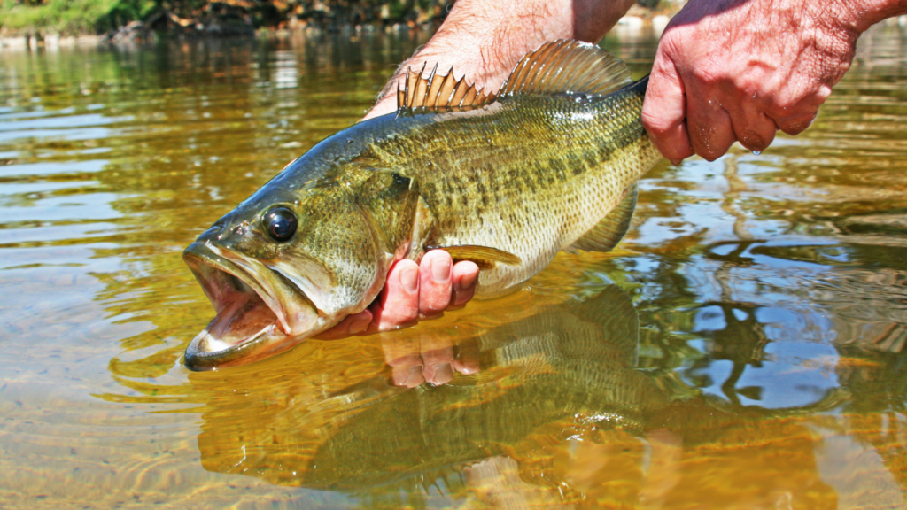 A new way to think about bass fishing